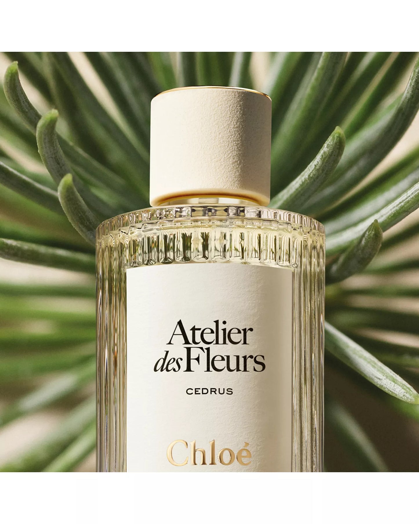 Chloé Atelier des Fleurs Cedrus Eau de Parfum
